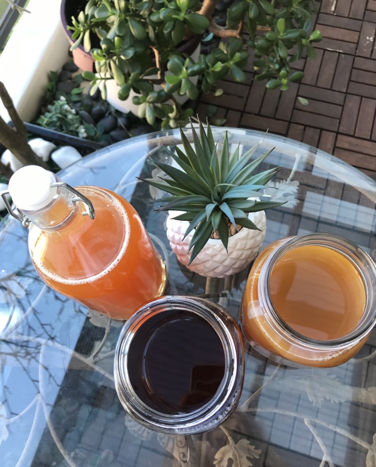  콤부차 효능 후기(스코비호텔 만들기, SCOBY 냉장보관 절대 하지마세요!!)