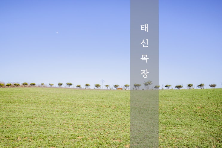  당진 태신목장 - 당진 가볼만한곳 / 당진 여행
