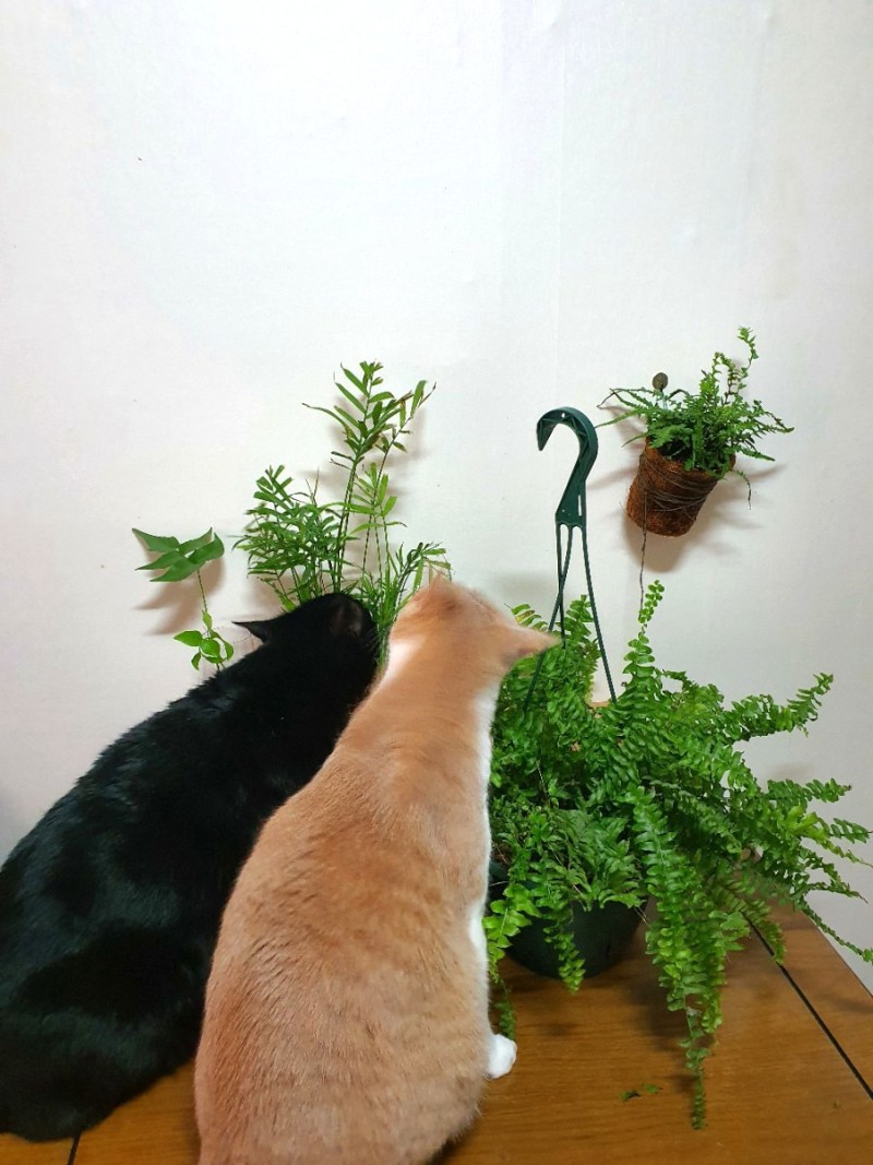 고양이에게 안전한 식물, 독성이 없는 공기정화식물 목록 : 네이버 블로그