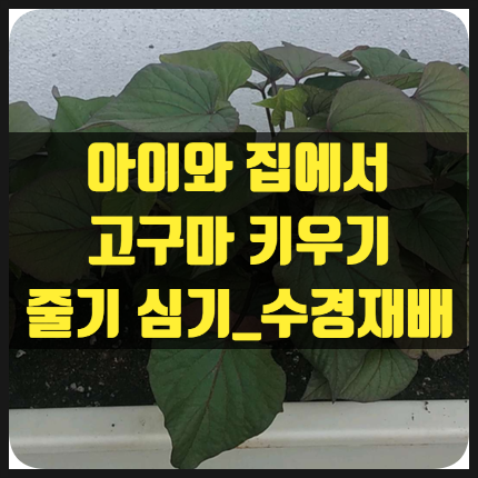 아이와 집에서 고구마 싹 키우기_줄기 심기_수경재배_가지치기 : 네이버 블로그 아이와 집에서 고구마 싹 키우기_줄기 심기_수경재배_가지치기 : 네이버 블로그