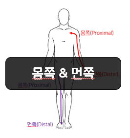 해부학적 방향용어 3부 - 몸쪽(Proximal), 먼쪽(Distal)