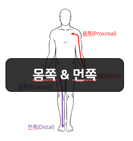  해부학적 방향용어 3부 - 몸쪽(Proximal), 먼쪽(Distal)