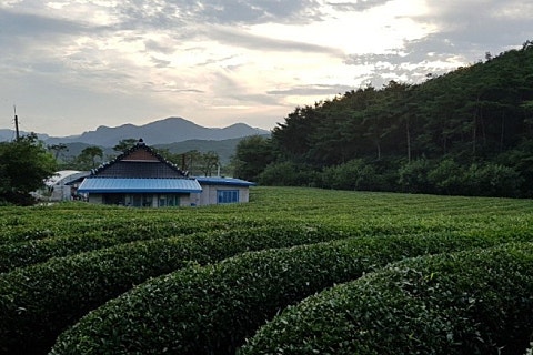고창청정녹차농원 이미지