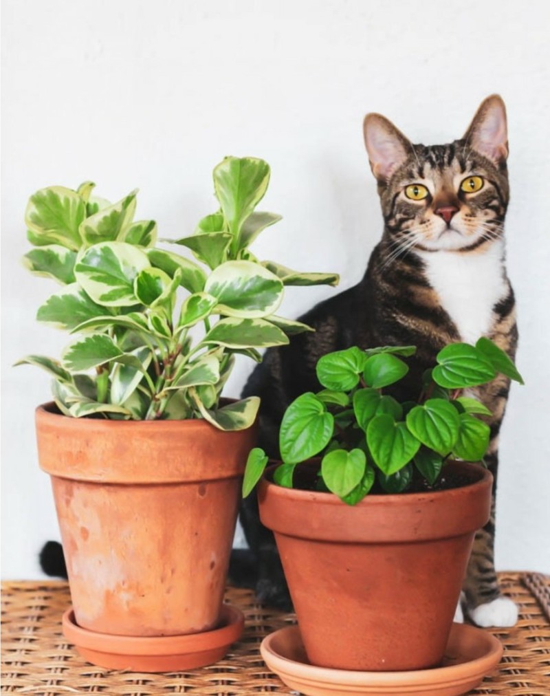 고양이에게 안전한 식물, 독성이 없는 공기정화식물 목록 : 네이버 블로그