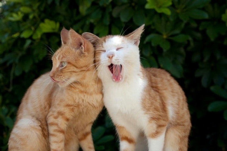  하나보단 둘, 둘보단 셋