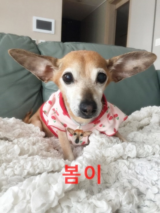 귀여운 반려동물 소개(귀.반.소.)