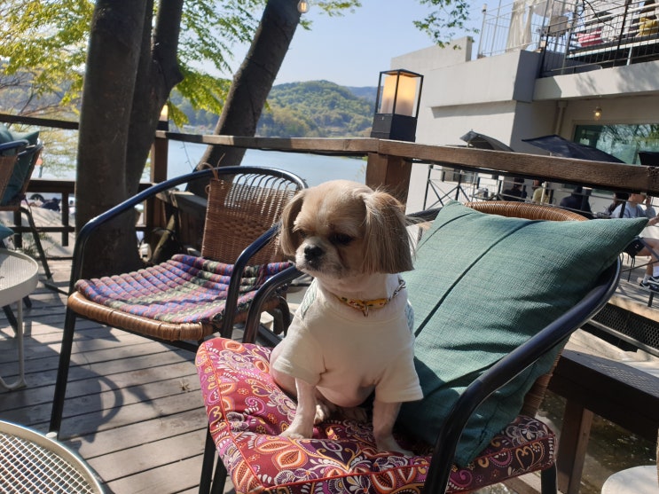  세종핫플 애견동반 카페 고복저수지 카페 가자!!