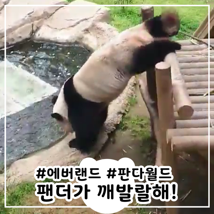  에버랜드 판다월드 코로나로 팬더가 깨발랄해졌어요~