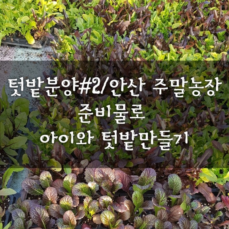  텃밭분양 #2/ 안산 주말농장 준비물로 아이와 텃밭만들기