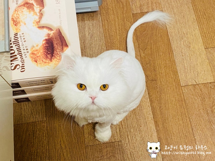  후유의 두번째 심장검사 이야기(hcm 환묘)