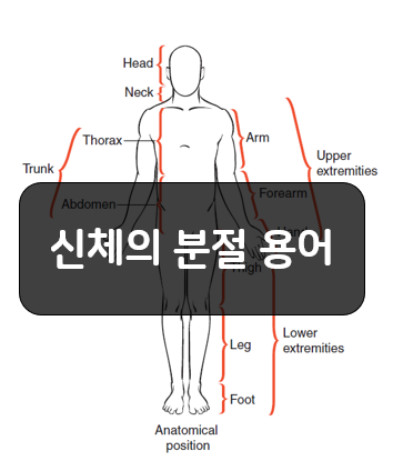  신체의 분절 용어 정리!!