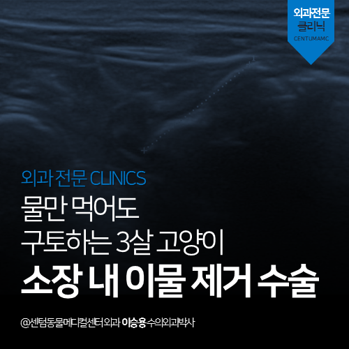  [외과] 물만 먹어도 구토하는 3살 고양이! 소장 내 이물 제거 수술 (부산 연제구 거제동 연산동 장 절개 수술 전문 동물병원)