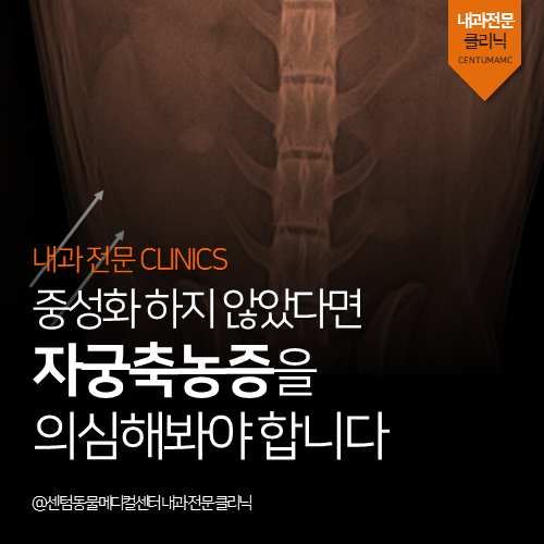  [내과]강아지 중성화하지 않았다면 자궁축농증을 반드시 의심해봐야 합니다(부산 수영구 남구 연제구 응급외과 동물병원)