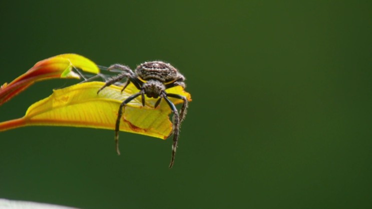 [다윈나무껍질거미] 강너머로 거미줄을 날릴 수 있는 작은 거미