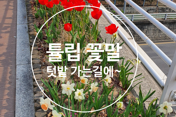  텃밭 가꾸러 가는 길 예쁜 튤립 꽃말 어떤색을 좋아하시나요?