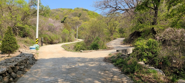 운길산 득템 , 세정사계곡 앵초 보너스