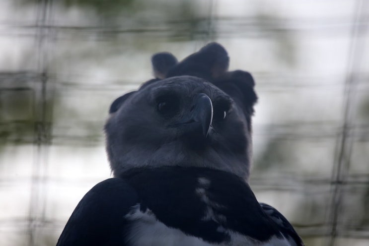  세계에서 가장 큰 독수리: 부채머리수리(Harpy eagle)