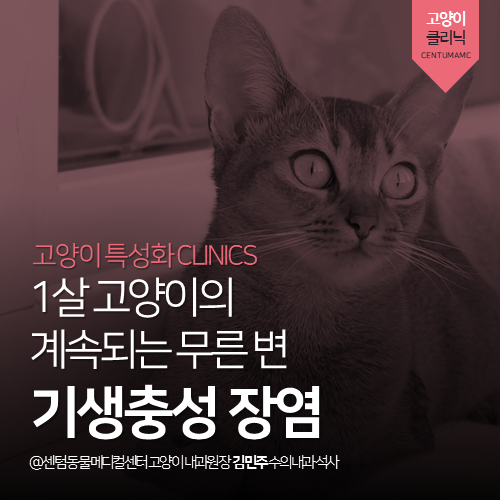  [고양이내과] 1살 고양이의 계속되는 무른 변 고양이 기생충성 장염 (부산 수영구 망미동 수영동 고양이 동물병원, Tritrichomonas, 설사)