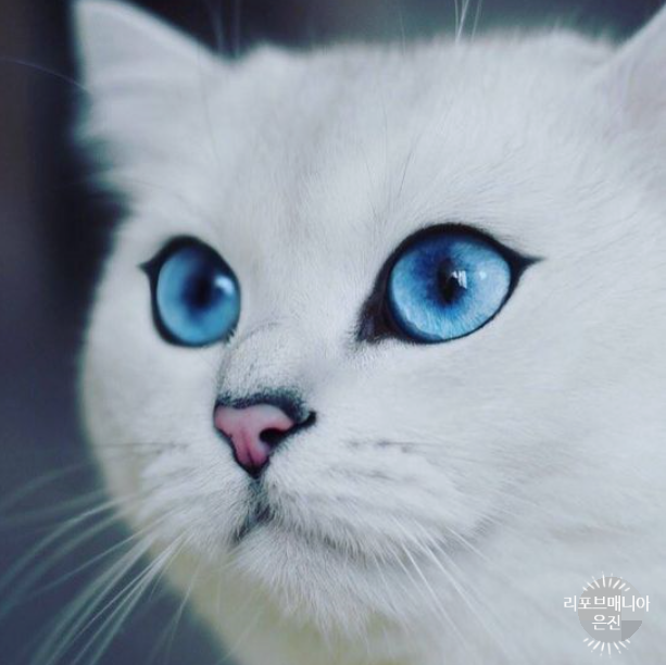  읔!!!-고양이 똥 꿈 묻는 꿈 만지는 꿈 치우는 꿈 해몽해 보아요