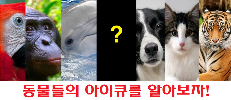 동물 아이큐 순위]돌고래, 개, 고양이,원숭이 Iq는 몇일까?? : 네이버 블로그