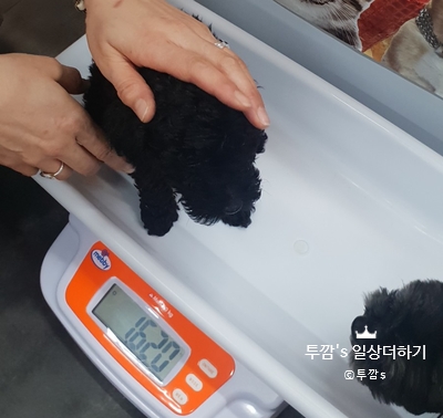 깜자 동생 깜동이 첫 만남