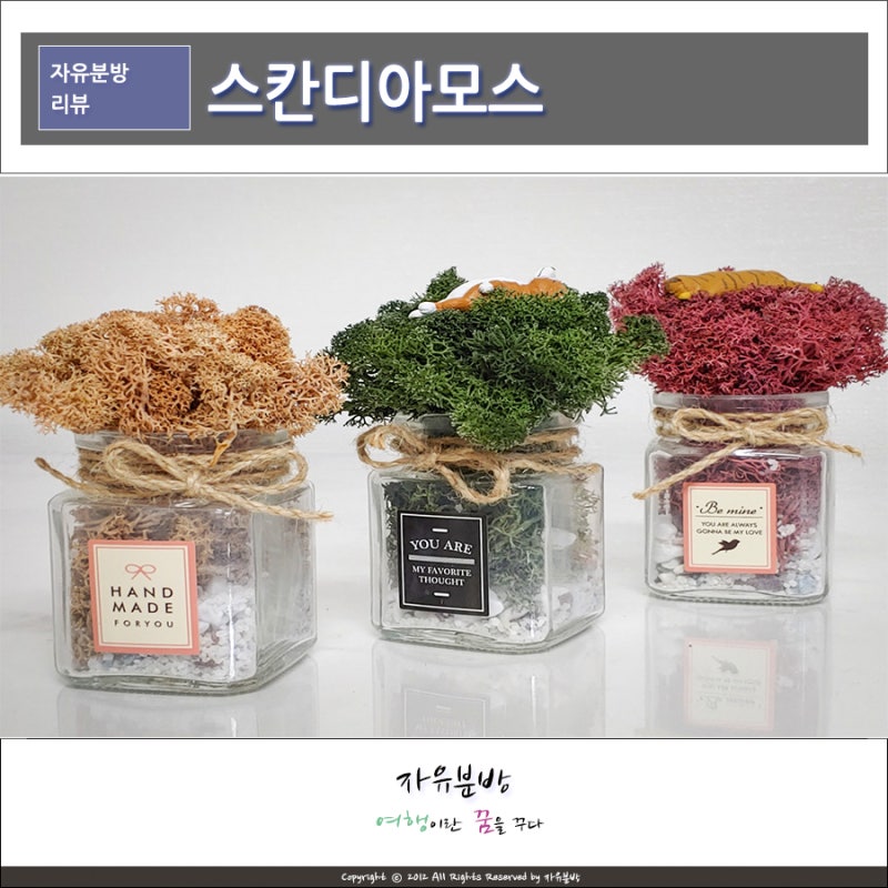 키우기 쉬운 공기정화 식물, 스칸디아모스 키우기?