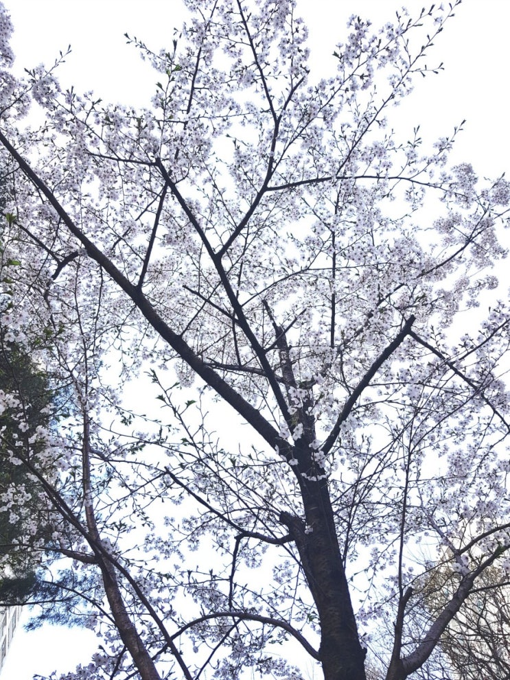  꽃은 항상 있었다