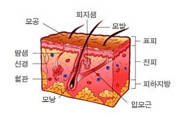 피부의 구조 표피, 진피, 피하지방층의 가능과 특징에 대해 알려드립니다! : 네이버 블로그