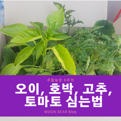  고추, 파프리카, 토마토, 호박, 오이 재배법 공개(모종 심는간격, 심는시기, 심는법) 주말농장 6주차
