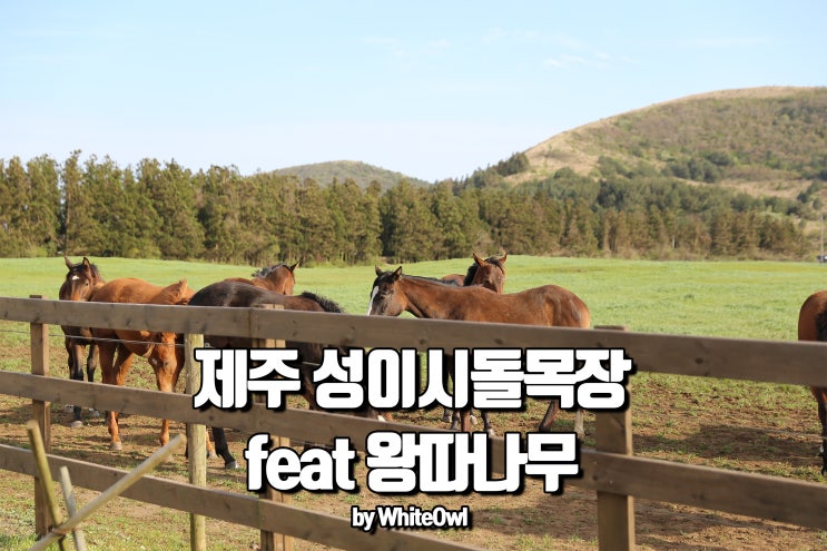  제주 성이시돌목장에서 느낀 푸른 감성 그리고 왕따나무