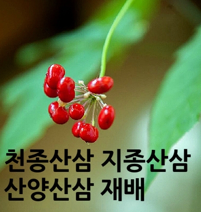  천종산삼 지종산삼 산양산삼 재배 방법