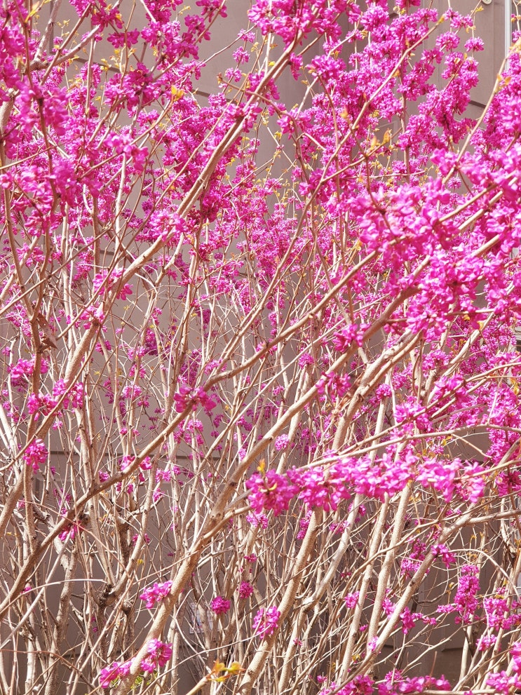 예쁜 분홍색 꽃나무