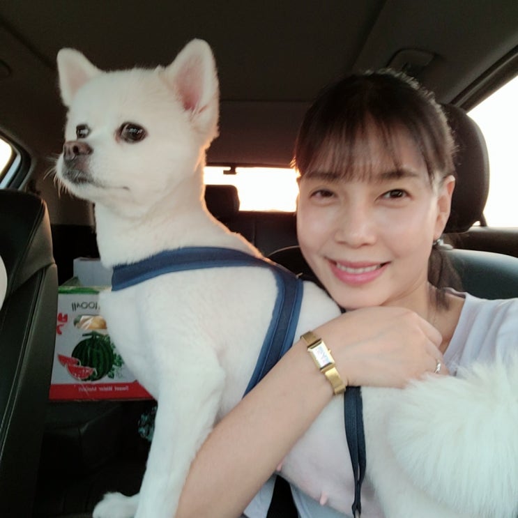 애견미용, 폼피츠미용. 애견미용추천 부천애견미용 애견미용, 폼피츠미용. 애견미용추천 부천애견미용
