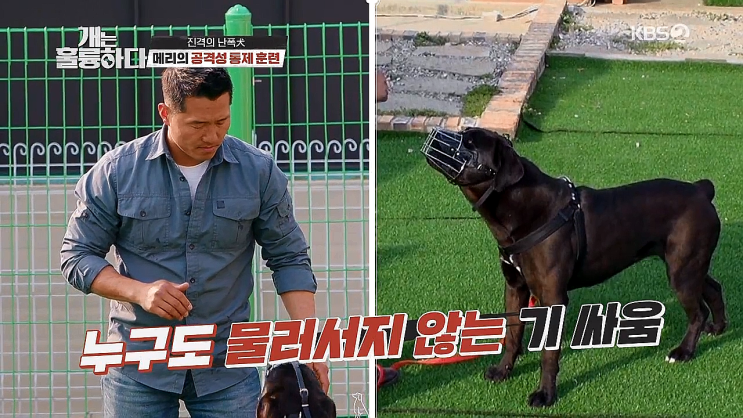 개는 훌륭하다 - 개훌륭 역대급 난폭견 카네코르소 메리 등장 개는 훌륭하다 - 개훌륭 역대급 난폭견 카네코르소 메리 등장