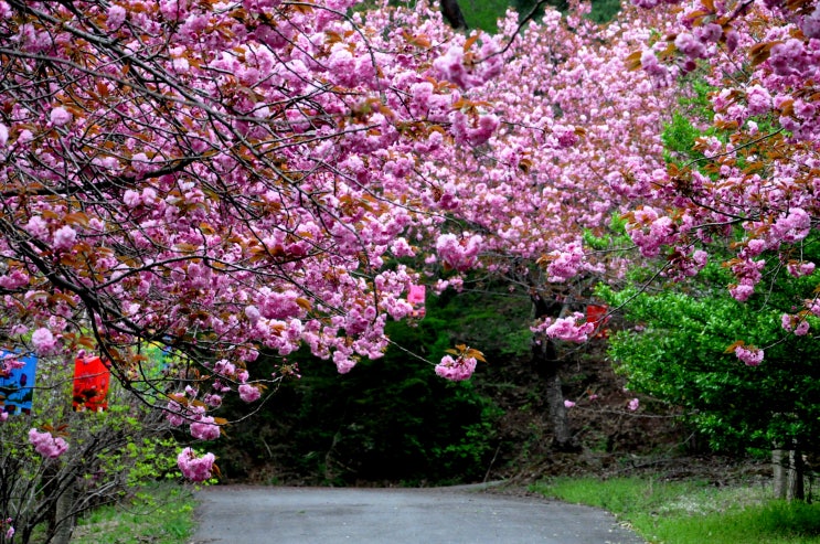 문수사의 겹벚꽃과 영산홍