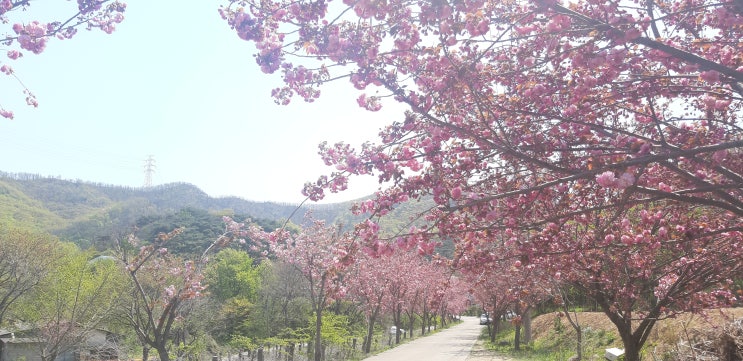  1년에 한번 천국 나들이 문수사 서산 겹벚꽃,왕벚꽃 길