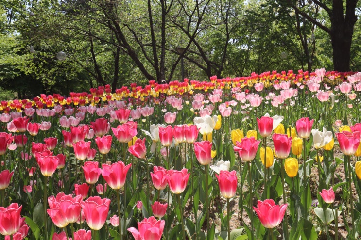 서울숲 공원 튤립이야기