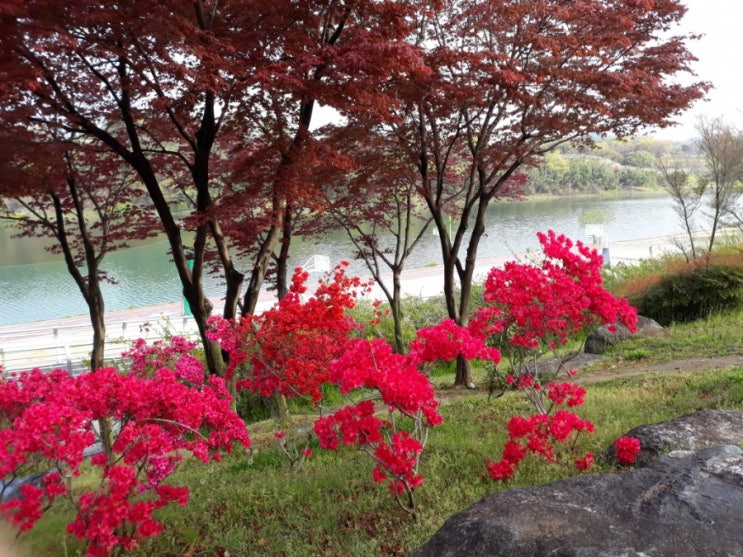  진주 남강 강변 따라 화사한  봄꽃 철쭉 영산홍 주말 날들이