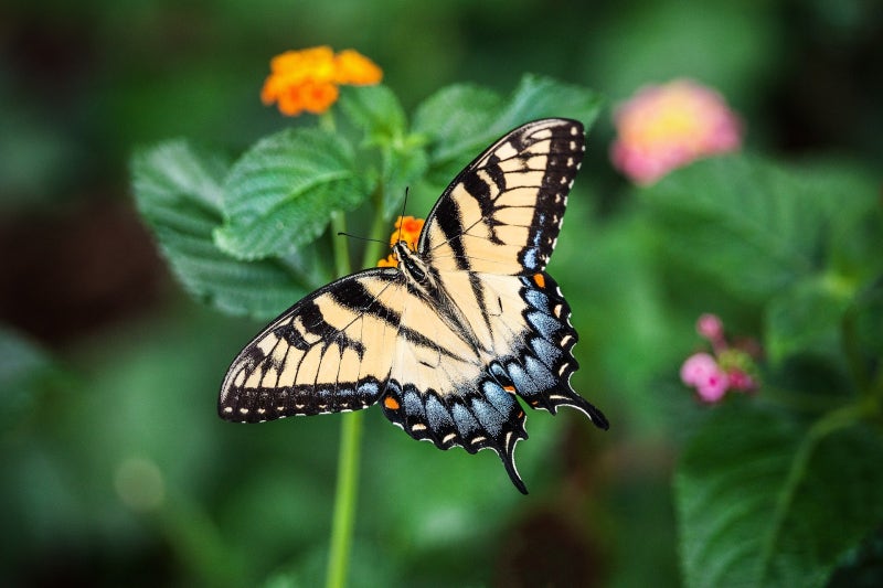 나비는 영어로 왜 'Butterfly'일까? 사소하지만 재미있는 나비에 대한 사실들 : 네이버 블로그