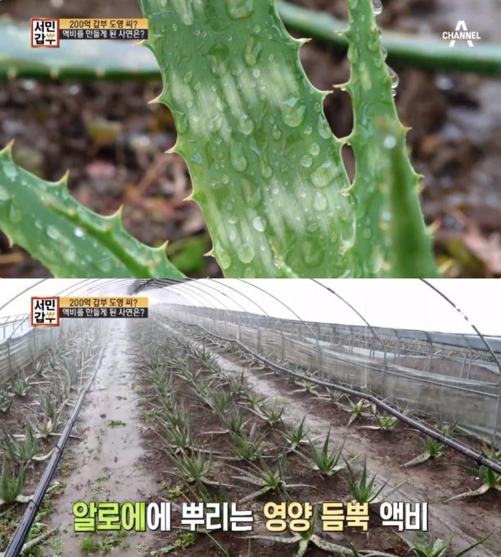 [서민갑부]알로에 200억 갑부 도영 5