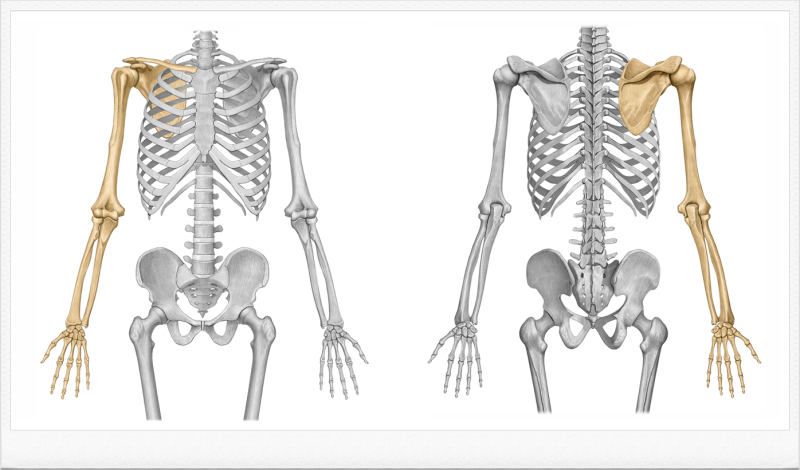 [해부학 - 의대생도 보는 골학] - 빗장뼈(쇄골ㆍclavicle) : 네이버 블로그
