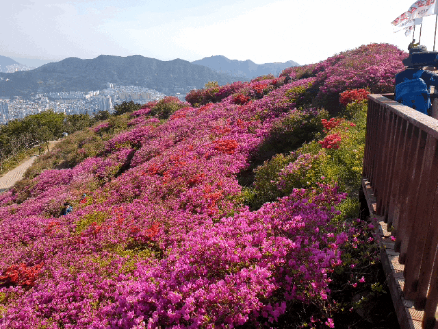  [부산 철쭉명소]백양산 애진봉 (등산코스 팁)