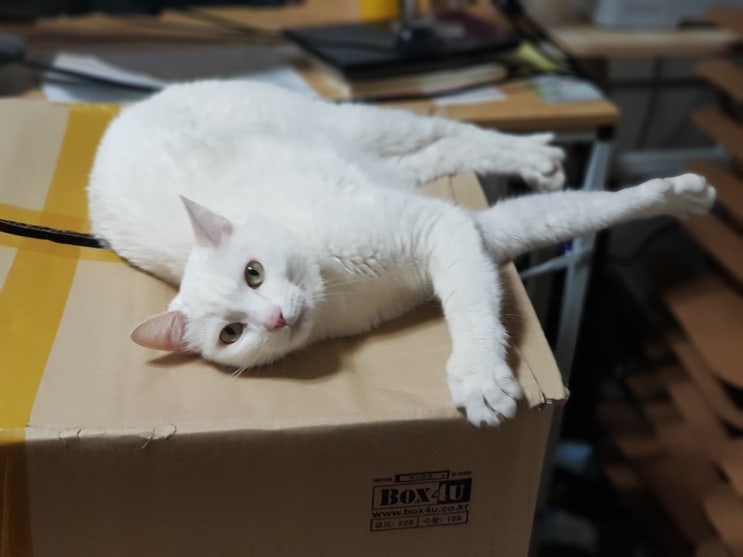 고양이 복막염과 증상에 대해서..!