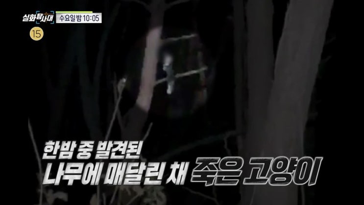 사이코패스 전조증상 포항 고양이학대범 실화탐사대 사이코패스 전조증상 포항 고양이학대범 실화탐사대