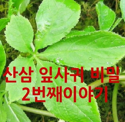 산삼잎 비밀[2장]