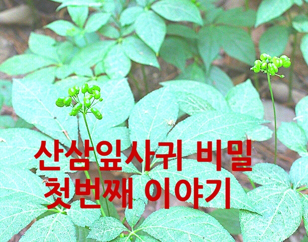  산삼잎의 비밀 [ 1장 ]