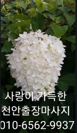  천안 출장마사지 천안 출장 안마 천안 출장 타이마사지 치앙마이
