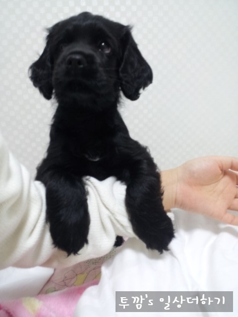  *사진 주의*강아지 자궁축농증 수술_깜자 2019/01/23