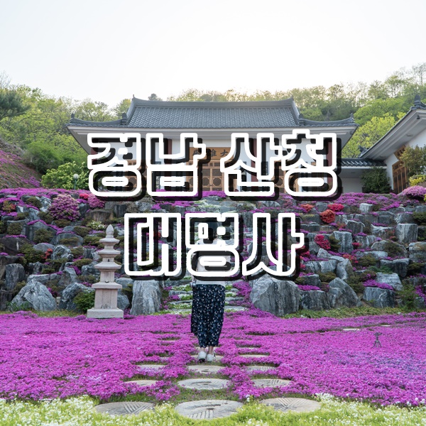  [경남 산청 여행] 천왕봉 전망대와 꽃잔디가 아름다운 사찰 대명사