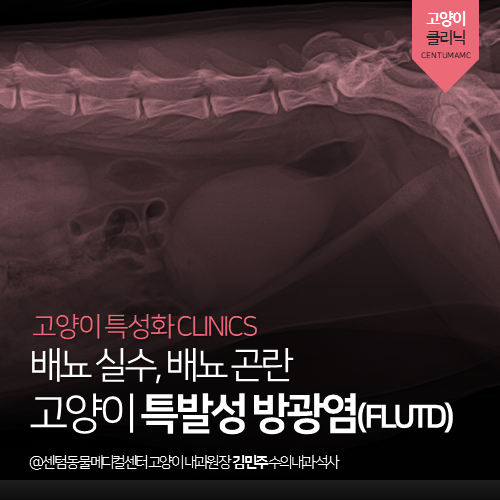  [고양이내과] 1살 고양이 특발성 방광염 (FLUTD) - 배뇨 실수, 배뇨 곤란 (부산 수영구 고양이 전문 동물병원, 센텀동물메디컬센터)